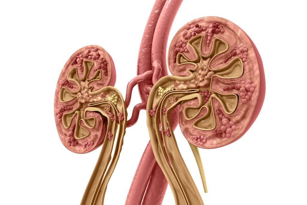Kidney Stones and Kidney Health: Unraveling the Impact on Your Vital Organs